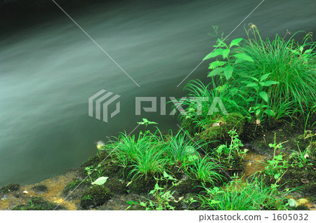 山溪 山澗 野草 1605032