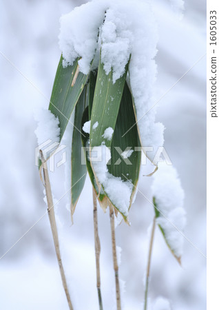 maianthemum japonicum, Winter landscape, winter scenery 1605033