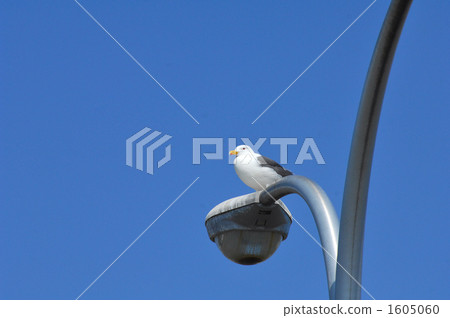 street lamp, street light, gull 1605060