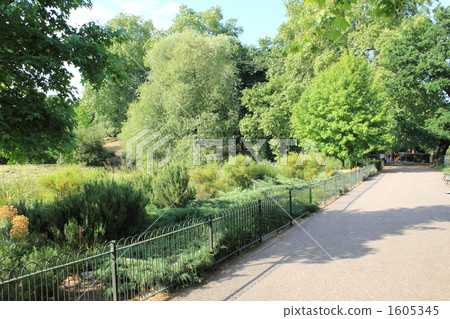 公園種植的植物 公園種植的植物 1605345