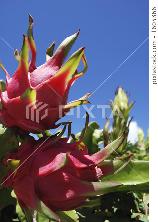 Fruits of Okinawa · Dragon fruits 1605366