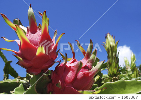 Fruits of Okinawa · Dragon fruits 1605367