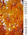 autumn scenery, branch, orange 1605387