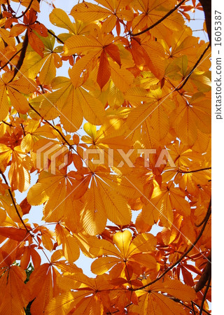 autumn scenery, branch, orange 1605387