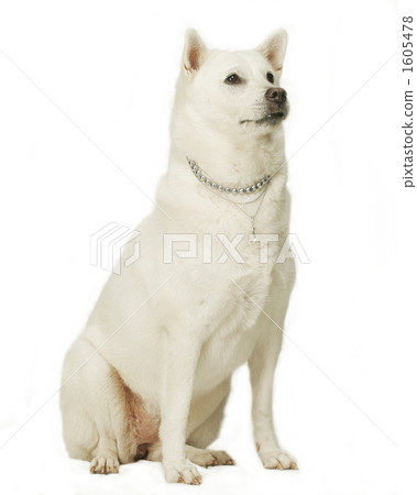 is the kishu legal in sweden