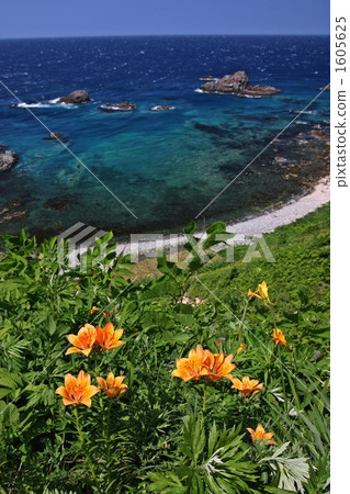 Shimpei海岸·Ezo魷魚百合 1605625