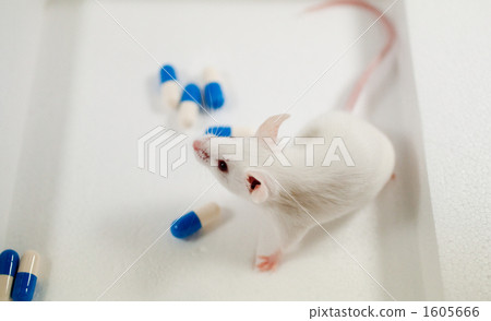 Mouse 1605666