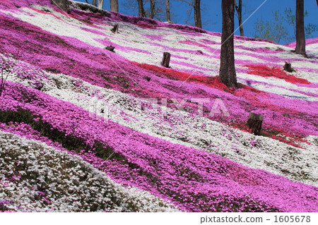 Striped mosaic cherry blossoms 1605678