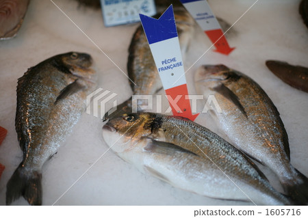 馬爾凱魚販 馬爾凱魚販 1605716