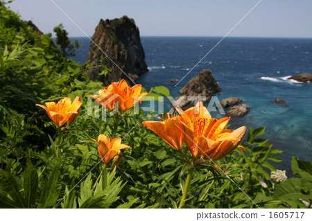 Shimpei海岸·Ezo魷魚百合 1605717