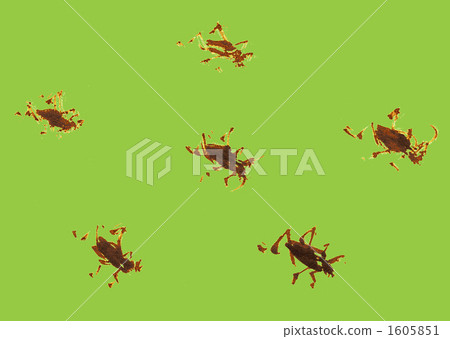 Cricket Cricket 1605851