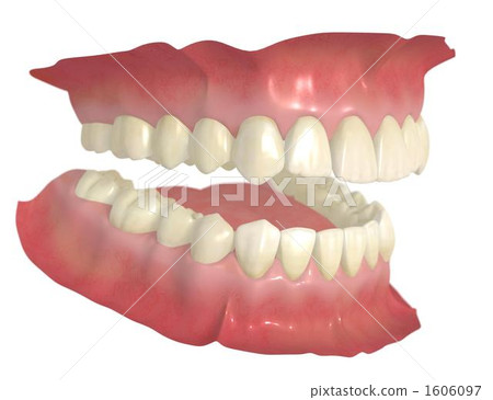 Permanent dentition 1606097