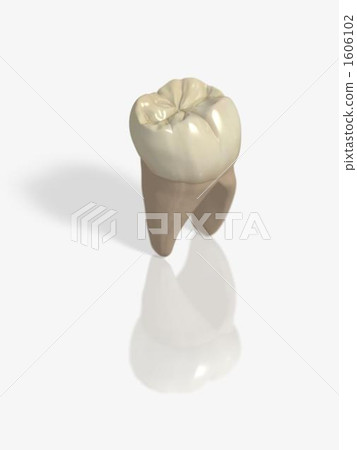 下頜第一磨牙 1606102