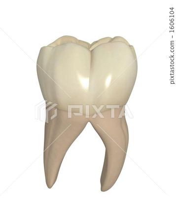 下頜第一磨牙 1606104