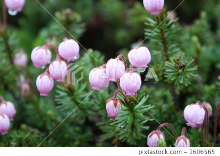 Ezonotsuguzakura - cute alpine plants encountered at Daisetsuyama Asahidake Ezonotsuguzakura - cute alpine plants encountered at Daisetsuyama Asahidake 1606565