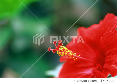 槿 花朵 花 1606909