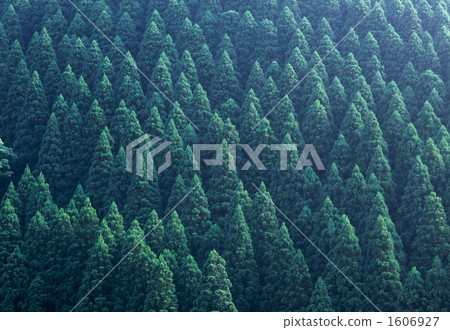coniferous trees, cedar forest, mountain forest 1606927