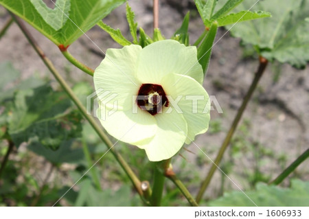 Okra's Flower 1606933