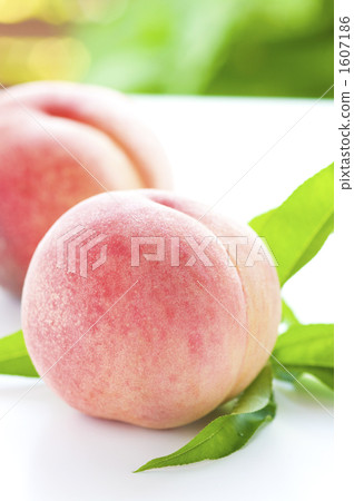 桃子 桃子 1607186