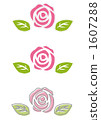 Illustration Rose 3 species 1607288