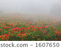 Ranged azalea 1607650