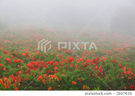Ranged azalea 1607650