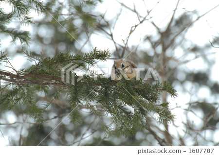 Ezomon mocha eating food Ezomon mocha eating food 1607707