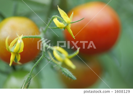 mini-tomaflower 1608129