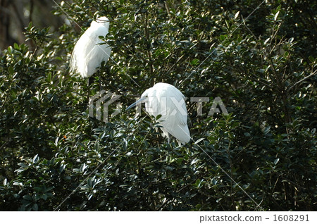 up in tree, little egret, egretta garzetta 1608291