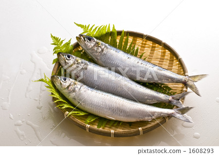 sardine, japanese pilchard, blue fish 1608293
