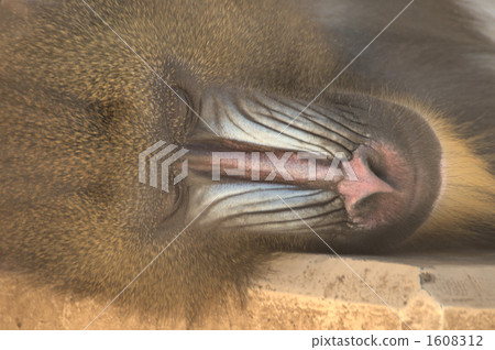 mandrill, nap, napping 1608312
