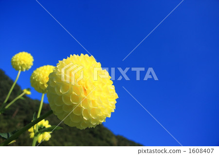 Yellow dahlia and the blue sky 1608407