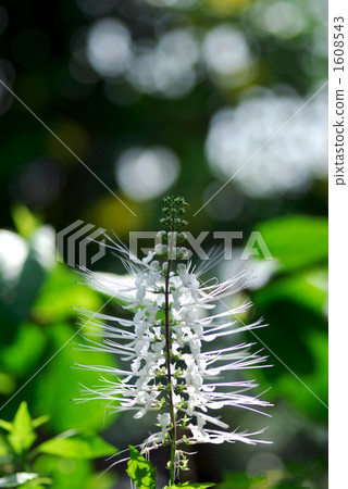 Feline bean sprouts 1608543