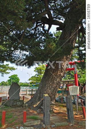 Walking for Sakata · Myōjōji Temple Producing pine tree 1608789