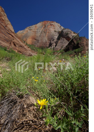 Zion National Park Zion National Park 1609041