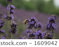 Bee's meal 1609042