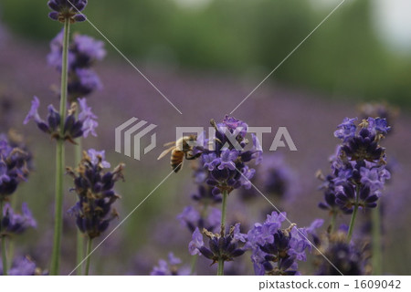 Bee's meal Bee's meal 1609042