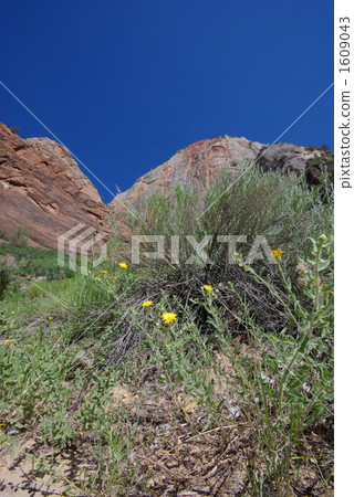 Zion National Park Zion National Park 1609043