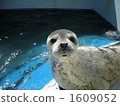 Seal baby 1609052