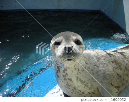 Seal baby 1609052