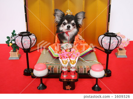 Hina Matsuri 1609326