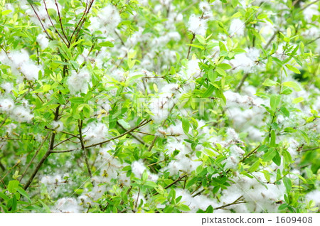 Yagi's fluff Yagi's fluff 1609408