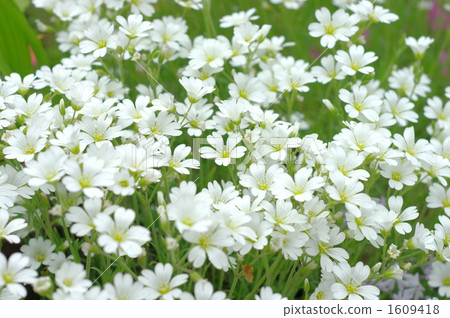 夏天雪草 1609418