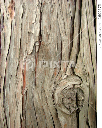 Japanese cypress Japanese cypress 1609575