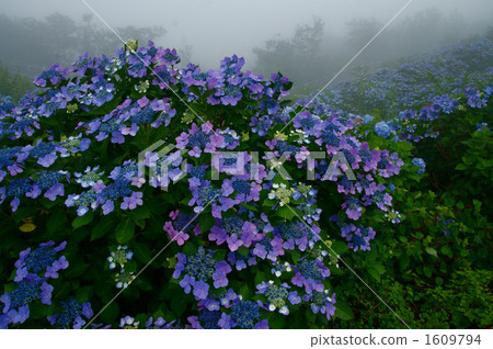 hydrangea   1609794