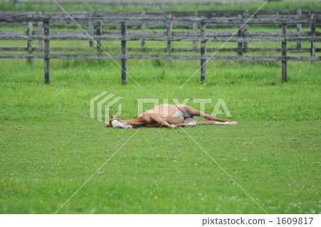 Fool in good night 1609817