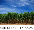 A summer sugarcane field 1609929