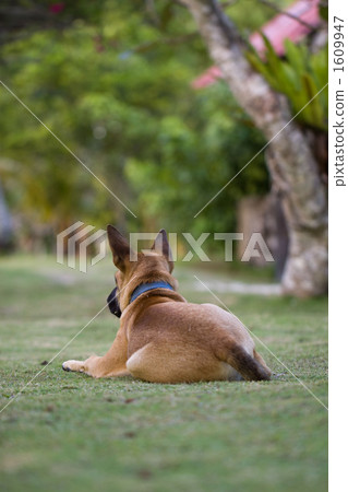 草坪和狗 1609947
