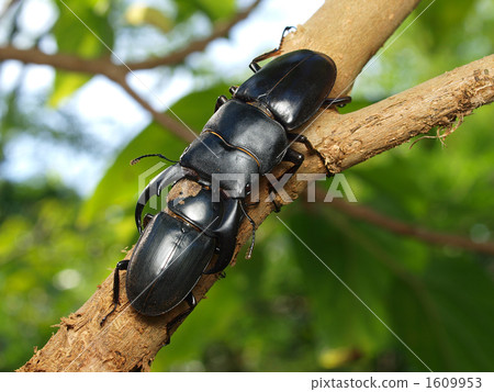 兩隻swallowtail蝴蝶 1609953