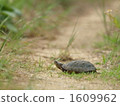 Road tortoise 1609962